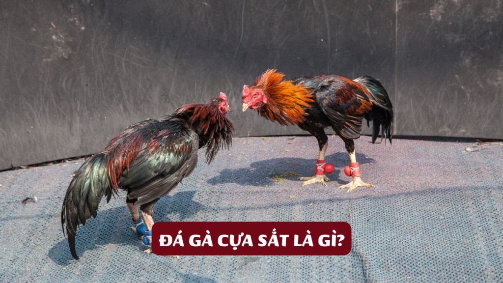 Đá Gà Cựa Sắt Là Gì?