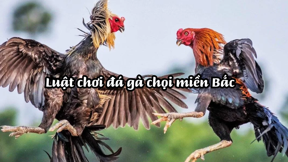 Luật chơi đá gà chọi miền Bắc