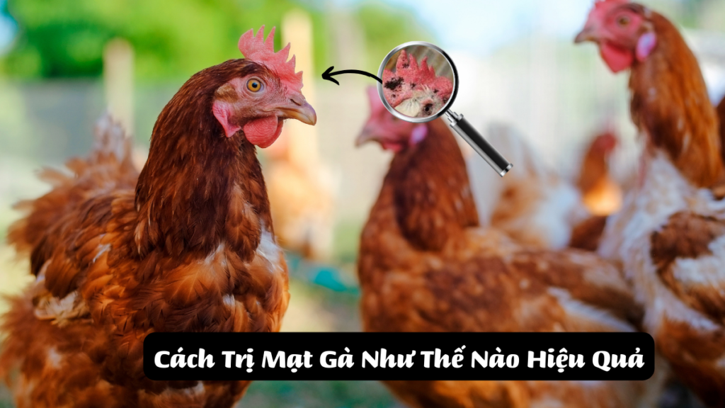 ảnh bìa Cách Trị Mạt Gà Như Thế Nào Hiệu Quả Nhất Không Bị Lại