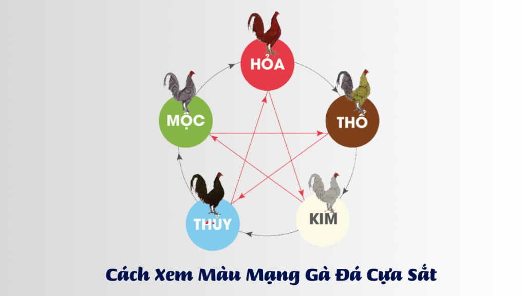 Cách Xem Màu Mạng Gà Đá Cựa Sắt Theo Ngày Năm