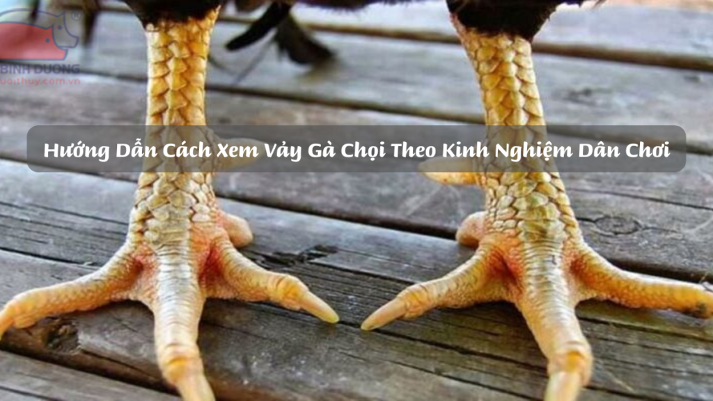 Hướng Dẫn Cách Xem Vảy Gà Chọi Theo Kinh Nghiệm Dân Chơi