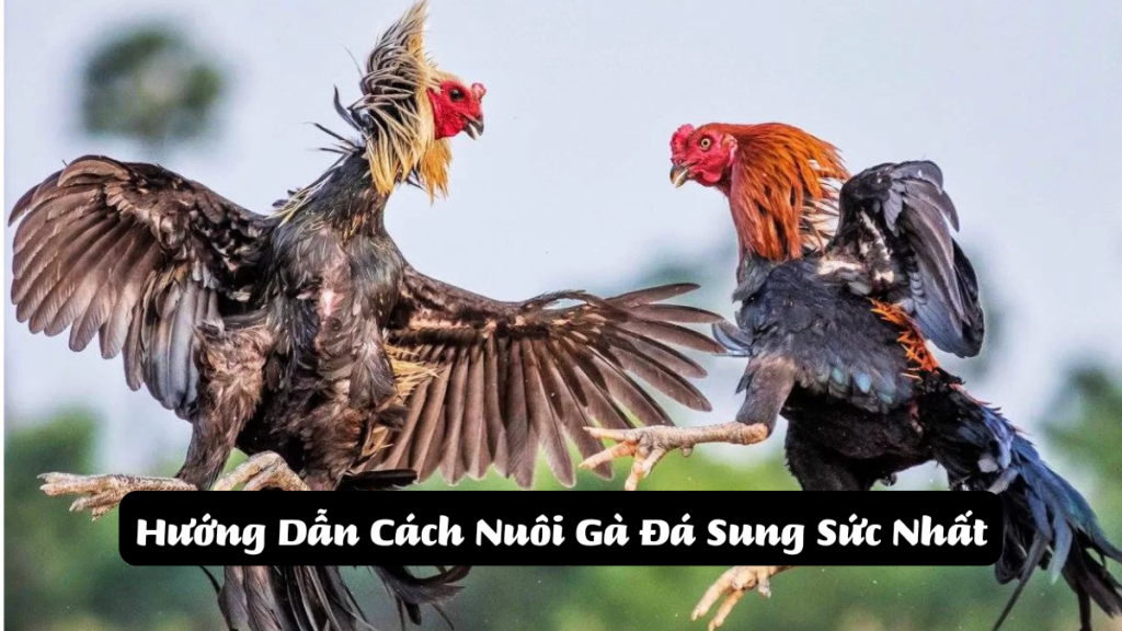 ảnh bìa Hướng Dẫn Cách Nuôi Gà Đá Sung Sức Nhất