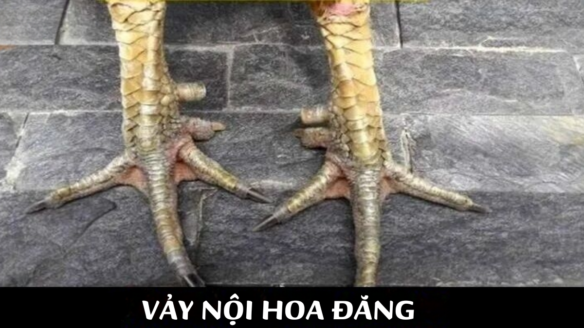 Vảy nội hoa đăng