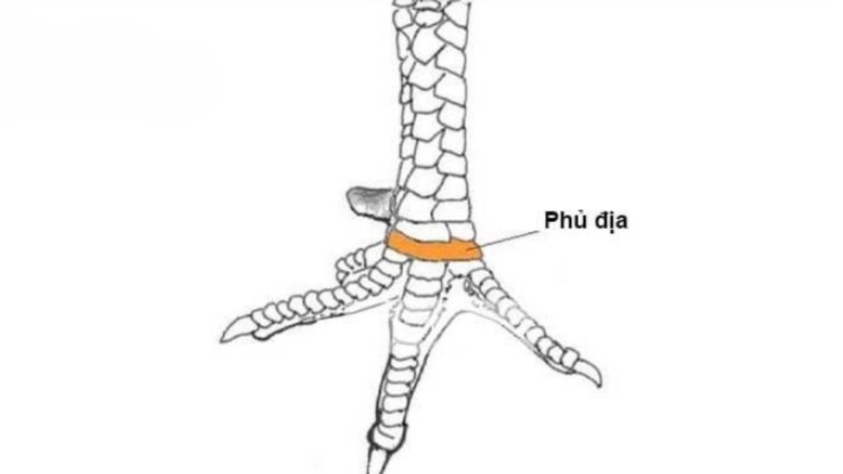 Vảy phủ địa